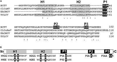 Characterization of Curtovirus V2 Protein, a Functional Homolog of Begomovirus V2